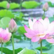 白檀の画像