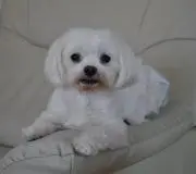 CHIPの画像