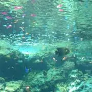 ミュージカル ワイルドグレイ CD - メルカリ