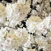 俺旅！ソウル 伊東健人×西山宏太朗 DVD 前編 後編 ブロマイド