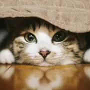 キヨ猫クッション 新品未開封 - メルカリ