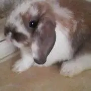 もっちんもっちんの画像