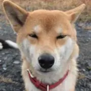 旅人の画像