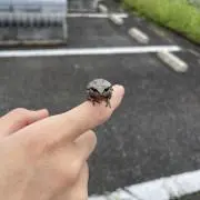 ※最終値下げ※スピネッリキルコリンMacro Hoop Pierce片耳用 最終値下げ※スピネッリキルコリンMacro Hoop Pierce片耳用