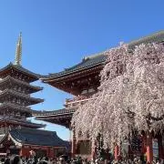 たまきの画像