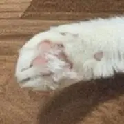 サイン有）メガテラ ゼロ メガロ CD