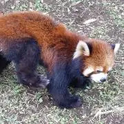 Hakurin様専用 弱虫ペダル 1巻から77巻まで - メルカリ