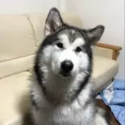 791472858.jpg?1511794439