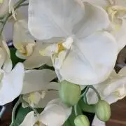 まるおの画像