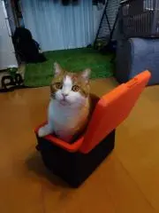 ぽぽたお丸様専用〕ベイブレードバースト卒業品ドレイン