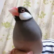 うめりんご様専用❤️小動物用・小鳥用 ゆらゆらハウス ツボ巣