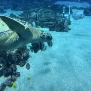 ケイデンヘッド セブンスターズ26年 ブレンデッドウイスキー