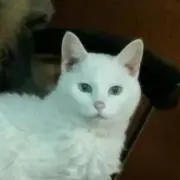 カナの画像