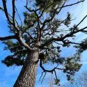 屋久杉 パター - メルカリ
