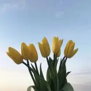 花の画像