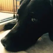 しぷかの画像