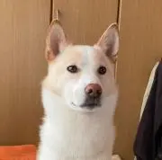 デジモンフロンティア ディースキャナ version 2.0 ホワイト