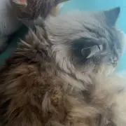夜廻り猫 遠藤平蔵 ぬいぐるみ - メルカリ