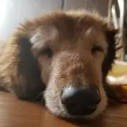 ごまちゃんの画像