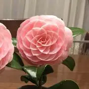 峰の子 (みねのこ) 様専用☆希少レア☆CHANEL ピアス ココマーク