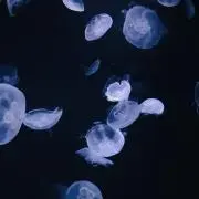 体操着ショートパンツ（エンジ・赤）100〜150 2枚 半袖