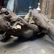 星海より手繰る星霧騎士の道 4枚セット - メルカリ