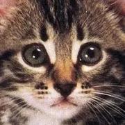 ハーマン 黒猫 ねこ ヴィンテージ ぬいぐるみ HERMANN - メルカリ