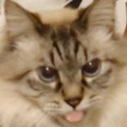 ギンバンの画像