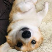ブラジルが忘れられない犬