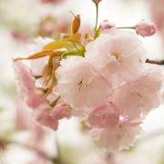 早い者勝ち、コメなし購入OKの画像