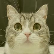 韓国ドラマ ミセン 未生 全話 Dvd 日本語字幕付き イム シワン メルカリ