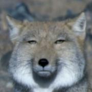ドラゴンクエスト　ソフビモンスター　ヤマタノオロチ　竜王　キングオーク　オマケ付 ドラゴンクエスト ソフビモンスター ヤマタノオロチ 竜王 キング