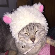 まもりの画像