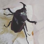 cabyの画像