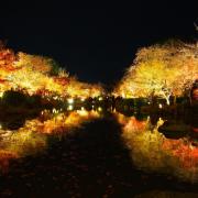 teripyの画像