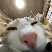 ねこすけの画像