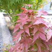 まるの画像