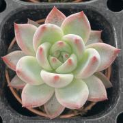 Z23 多肉植物 ハオルチア オブツーサ錦 大紫氷灯玉露錦 糊斑