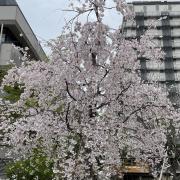 ドラポの画像