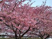 masakikuの画像
