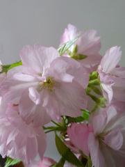 ...-Red-sakura...の画像