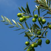 Oliveの画像