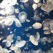 最終価格 PPDA ソフビ 熊虫 クマムシ(Water Bear) - メルカリ