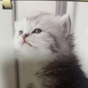 Yの画像
