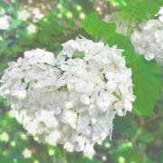 凜〜りん〜の画像