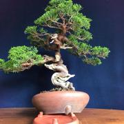 北岳382 盆栽 盆栽鉢 植木鉢 和鉢 山秋 北岳様専用382 盆栽 盆栽鉢 植木鉢 和鉢 山秋 - メルカリ