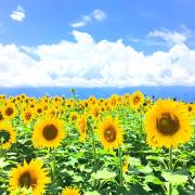 ユウ※プロフ必読お願いします。の画像