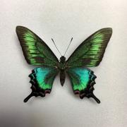 アカネアゲハ（1メス、フィリピン産） 標本