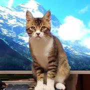 ふくちゃんの部屋の画像