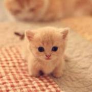 小猫,こねこ